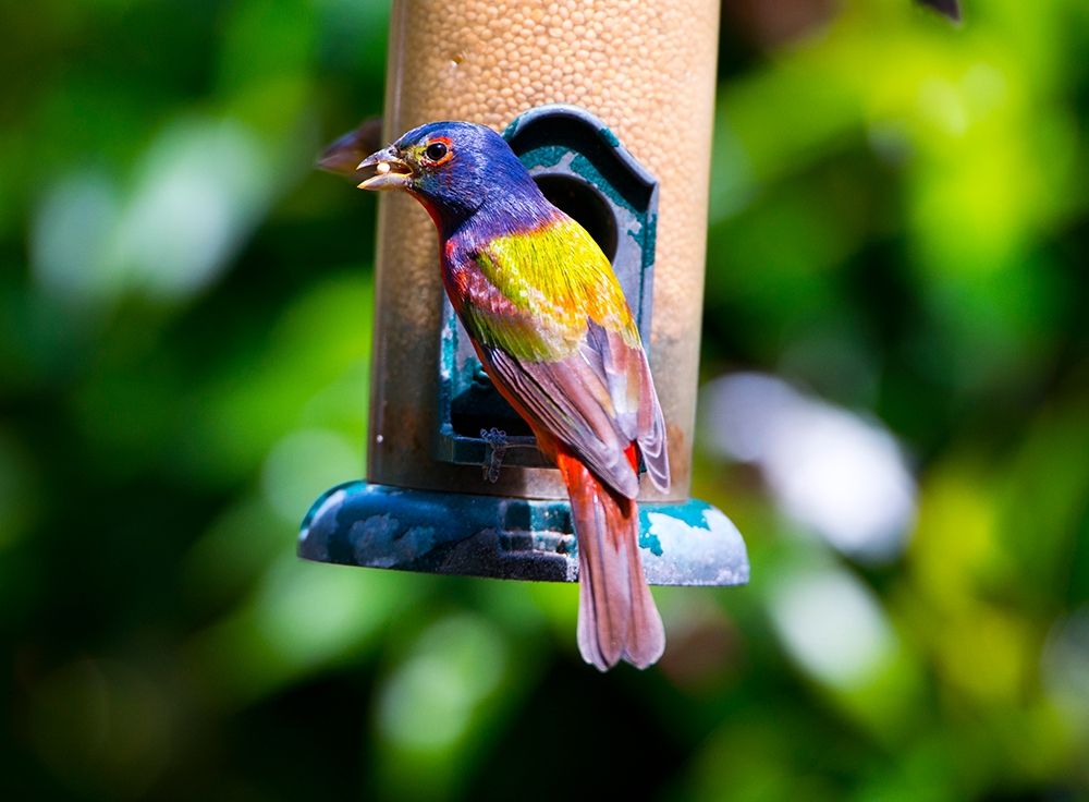 Florida-Immokalee-Midney Home-Painted Bunting
